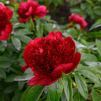 Red Charm Peony