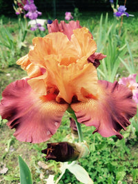 Lovely Senorita Bearded Iris