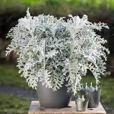 Candicans – Heirloom Dusty Miller Seeds