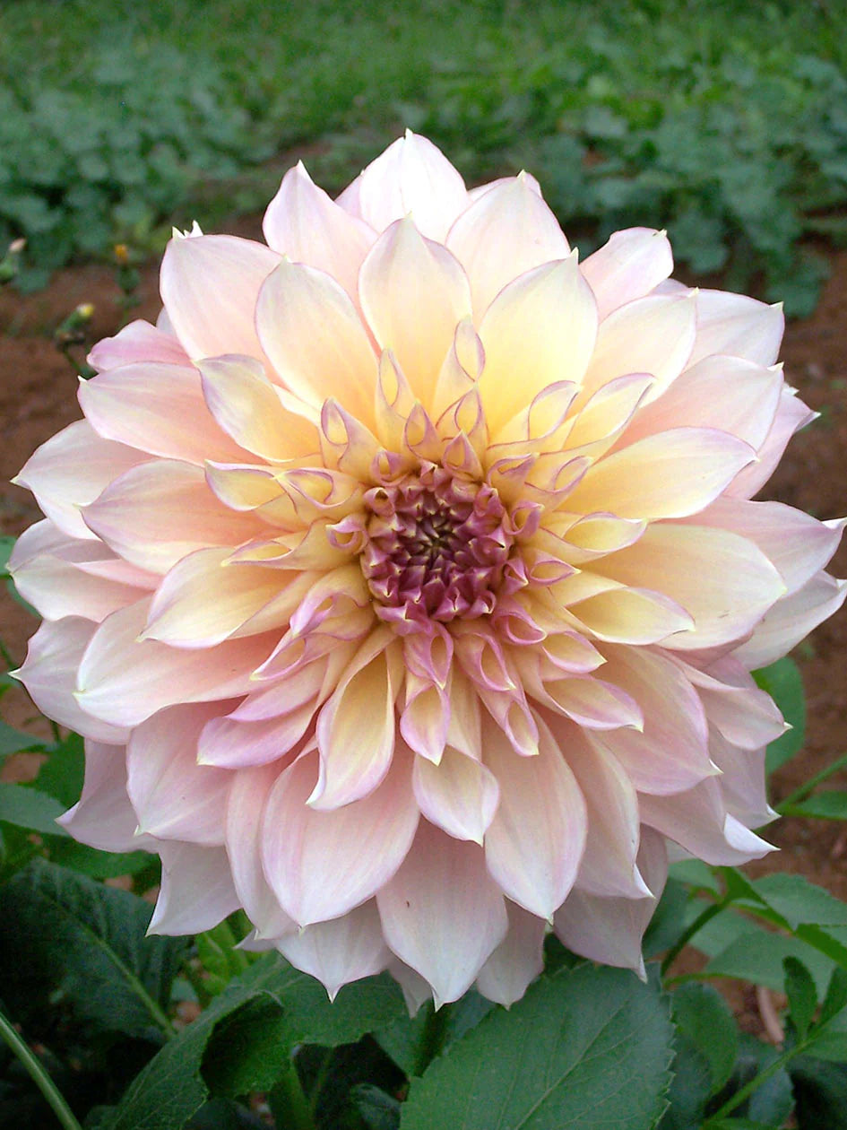 Dahlia- Kotara (Tuber)