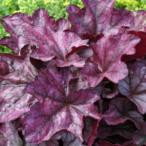 Plum Royale Heuchera