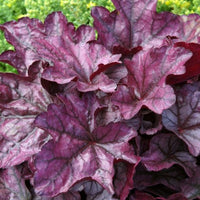Plum Royale Heuchera