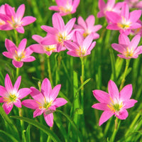 Heirloom Non-GMO Pink Habranthus Robustus Flower Seeds for Garden Planting – Rain Lily Variety