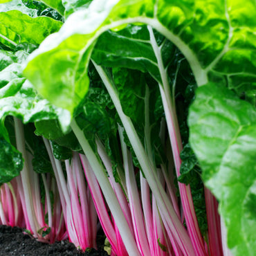 Peppermint Swiss Chard