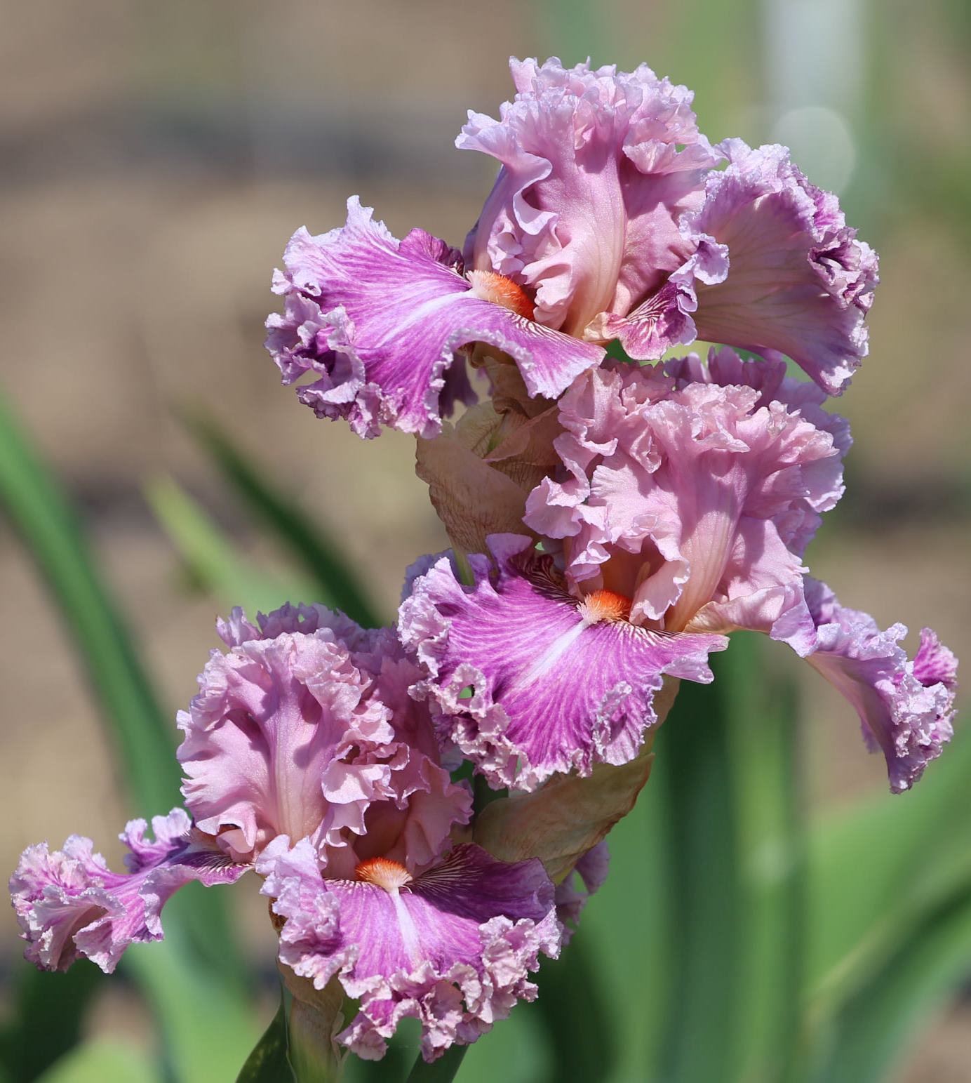 Just Witchery Bearded Iris