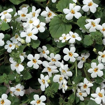 Heirloom Non-GMO White Bacopa Plant Seeds for Trailing Garden and Hanging Basket Planting