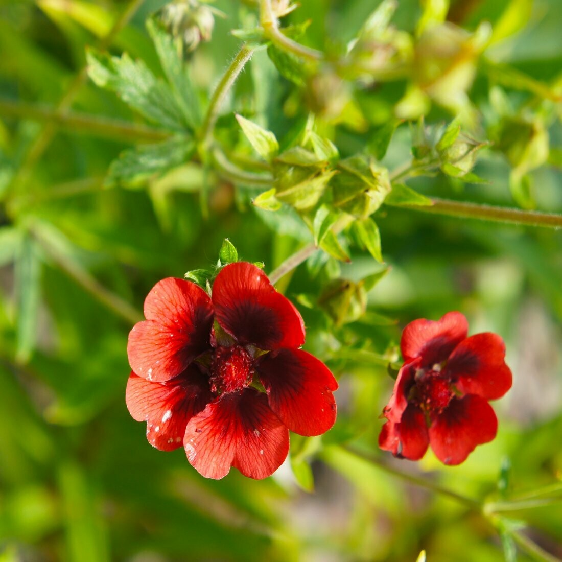 Monarch's Velvet Cinquefoil
