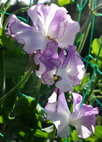 Sweetpea- Lilac Ripple