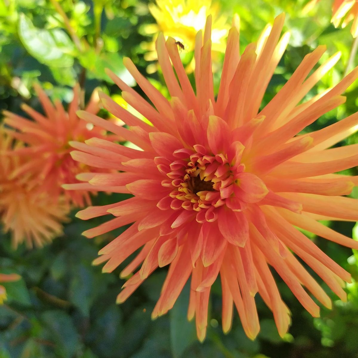 Dahlia- Tuscany (Tuber)