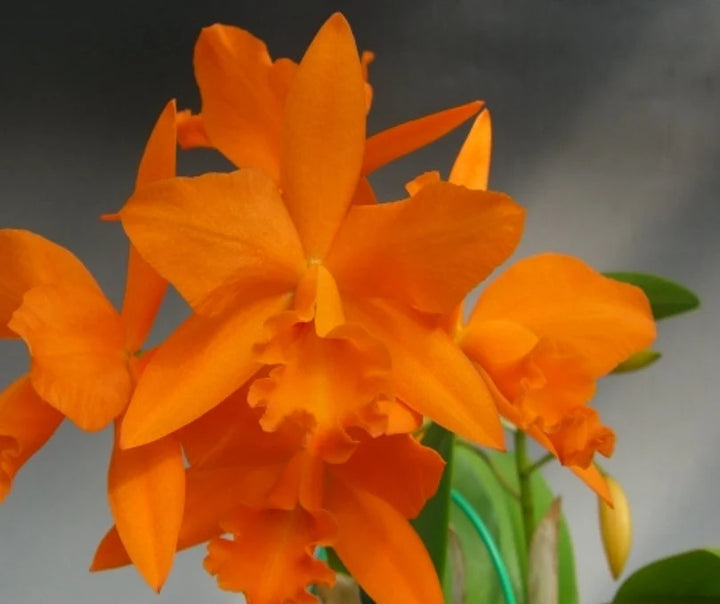 Heirloom Non-GMO Orange Cattleya Hybrida Flower Seeds – Exotic Orchid Blooms for Garden Planting