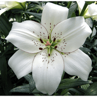 Oriental Lily- Eyeliner