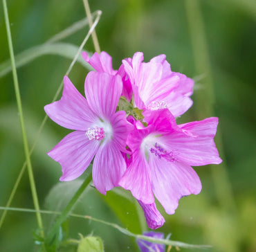 Mallow- Musk Mallow