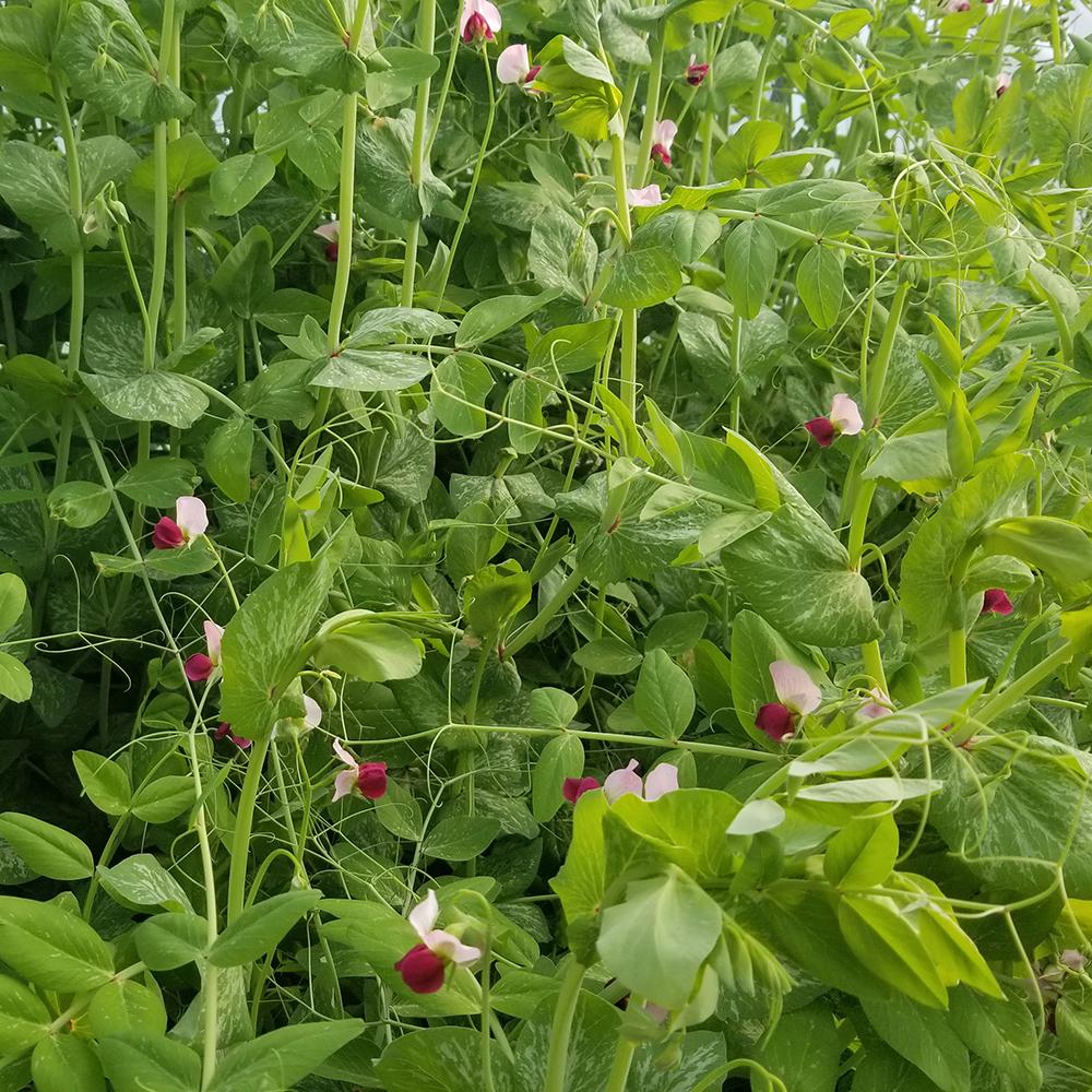 Dwarf Grey Sugar – Pea Seed