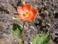 Heirloom Globemallow Flower Seeds, Non-GMO Drought-Tolerant Blooms for Wildflower Garden Planting