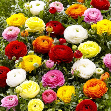 Ranunculus- Florentine Mix (Corm)