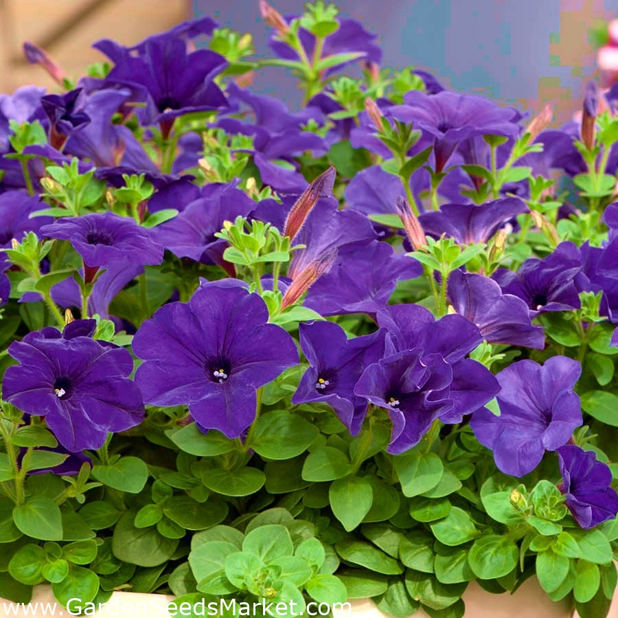 Petunia Grandiflora Purple Flower Seeds