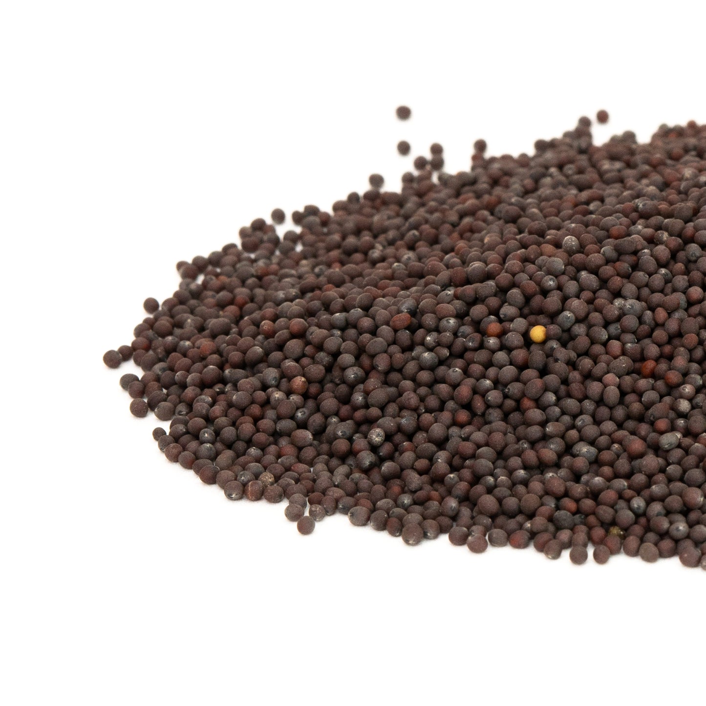 Ruby Streaks – Organic Mustard Green Seed