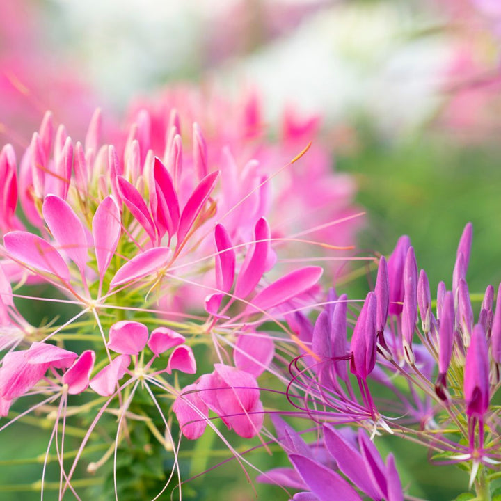 Pink Cleome Flower Seeds for Planting – Heirloom, Non-GMO Flower Seeds with Delicate Petals
