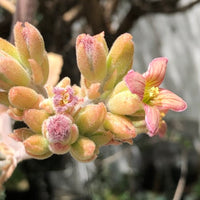 Pink Kalanchoe Beharensis Plant Seeds – Heirloom Non-GMO Succulent Seeds for Decorative Gardens