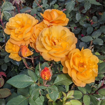 Good as Gold Hybrid Tea Rose