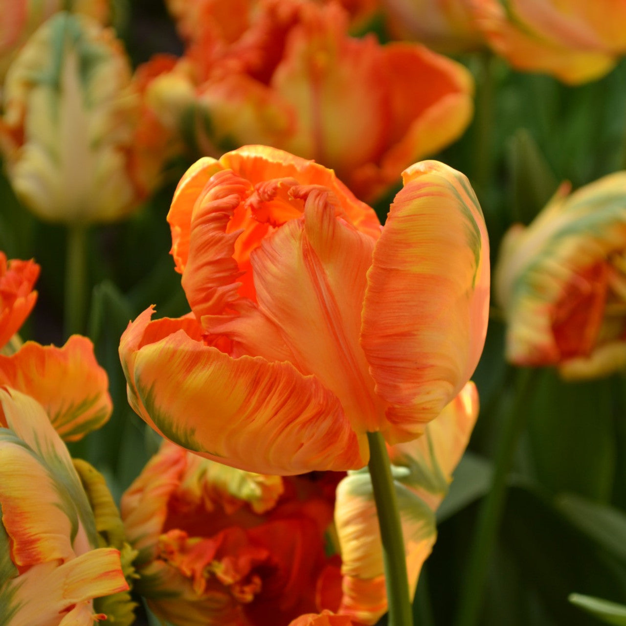 Parrot King – Tulip