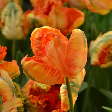 Parrot King – Tulip