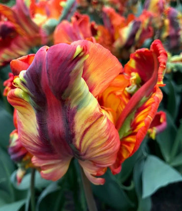 Rainbow Parrot Tulip Seeds