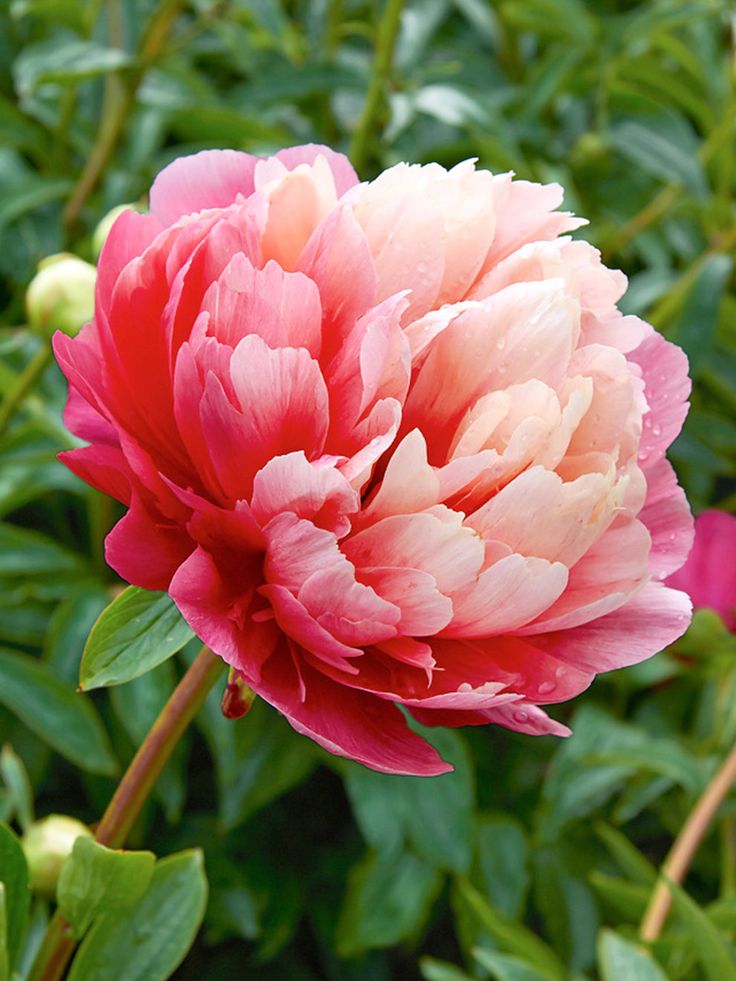 Lorelei Peony