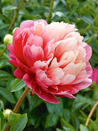 Lorelei Peony