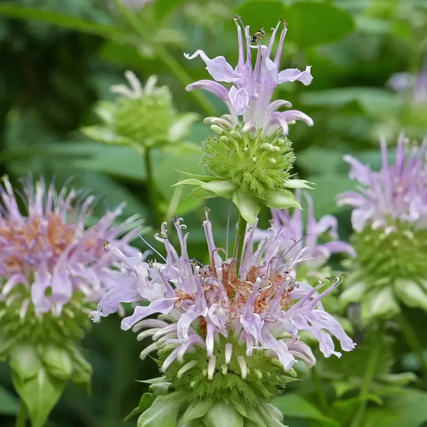 Heirloom Non-GMO Monarda Fistulosa Flower Seeds for Pollinator-Friendly Garden Planting