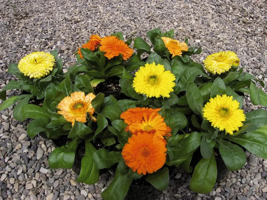 Calendula Bon Bon Orange Flower Seeds