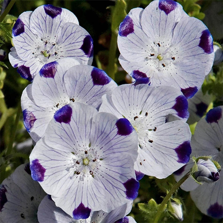 Heirloom Non-GMO White Blue Maculata Flower Seeds for Garden Planting – Striking Bicolor Blooms
