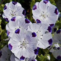 Heirloom Non-GMO White Blue Maculata Flower Seeds for Garden Planting – Striking Bicolor Blooms