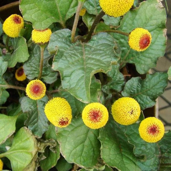 Yellow Spilanthes Acmella Plant Seeds – Heirloom Non-GMO Medicinal Herb Seeds for Garden Growing