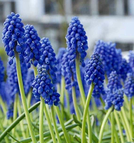 Grape Hyacinth Mixture Seeds