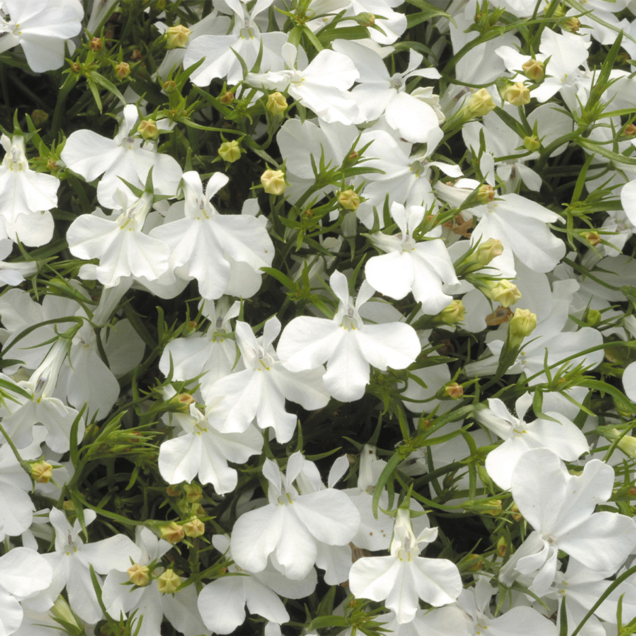 Lobelia- White Lady