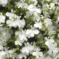 Lobelia- White Lady