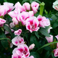 Godetia- Azalea Maiden Blush