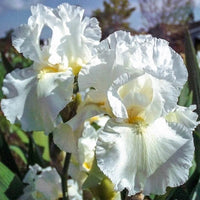 Frequent Flyer Reblooming Bearded Iris