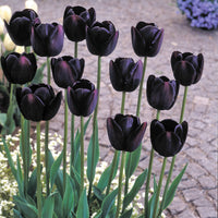 Queen of Night Tulip Seeds