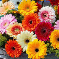 Gerbera Flower Seeds – Heirloom, Non-GMO, Bright Daisy-Like Blooms for Garden Planting