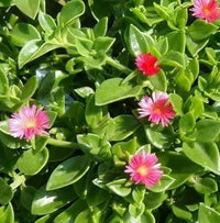 Aptenia Flower Seeds – Heirloom Non-GMO Trailing Blooms for Ground Cover and Garden Borders