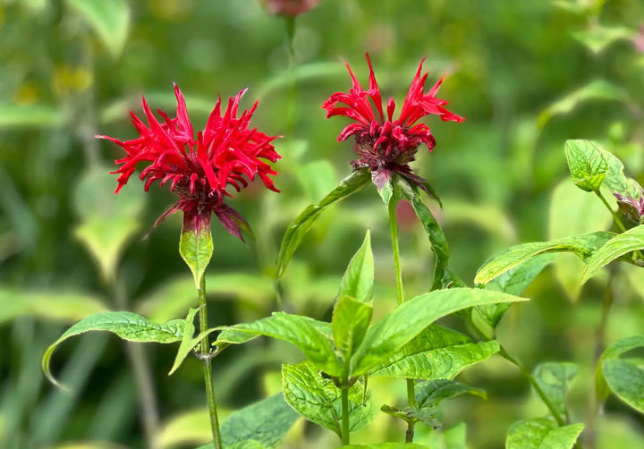 Heirloom Non-GMO Red Monarda Didyma Flower Seeds for Pollinator-Friendly Gardens and Vibrant Planting