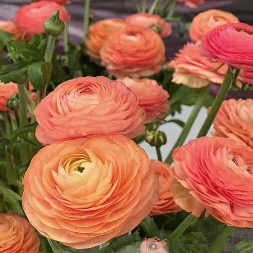 Ranunculus- Elegance Salmone 06