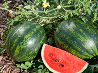 Mini Love – Watermelon Seed