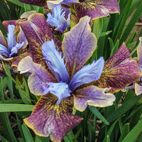 Black Joker Siberian Iris