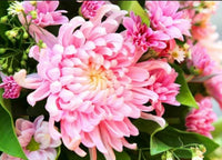 Heirloom Non-GMO Yellow Pink Chrysanthemum Flower Seeds for Vibrant Fall Garden Planting