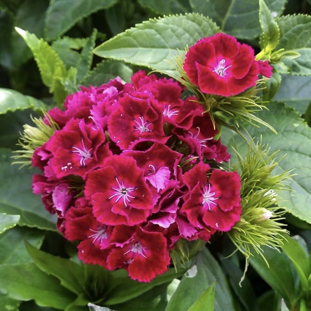 Sweet William- Scarlet Beauty