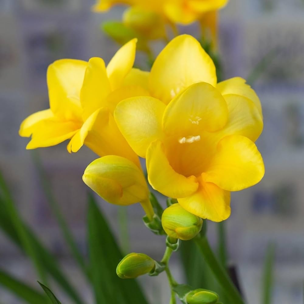 Organic Heirloom Yellow Freesias Flower Seeds – Non-GMO Fragrant Seeds for Planting