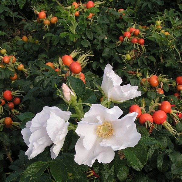 Rose- Rugosa Alba